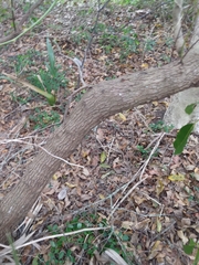 Cinnamomum