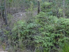 Gleichenia polypodioides