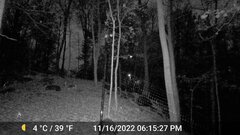 Odocoileus virginianus