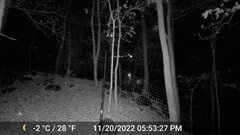 Odocoileus virginianus