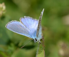 Polyommatus bellargus