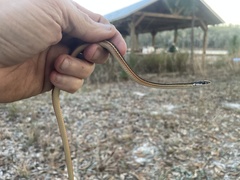 Thamnophis saurita saurita