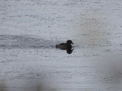 Tachybaptus ruficollis capensis