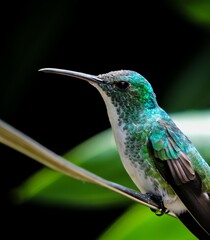 Chrysuronia leucogaster