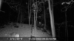 Odocoileus virginianus