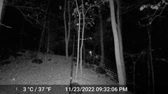 Odocoileus virginianus