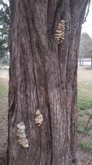 Irpiciporus