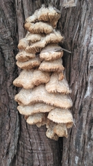 Irpiciporus