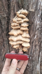 Irpiciporus
