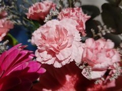 Dianthus caryophyllus
