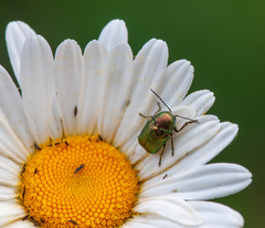 Cryptocephalus sericeus
