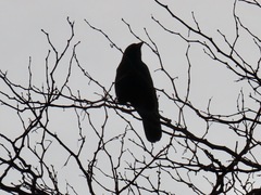 Corvus brachyrhynchos