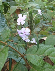 Eranthemum tetragonum