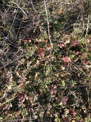 Potentilla verna