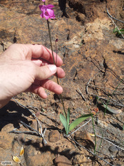 Ixia scillaris scillaris