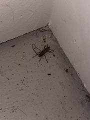 Elaphidion mucronatum