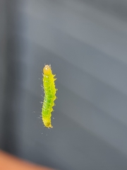 Lepidoptera