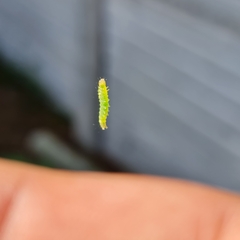 Lepidoptera