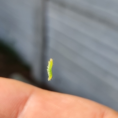 Lepidoptera