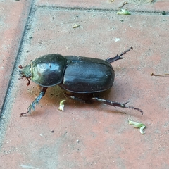 Diloboderus abderus
