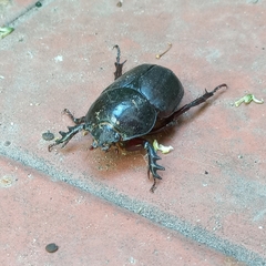 Diloboderus abderus