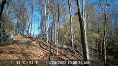 Odocoileus virginianus