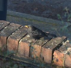 Turdus merula