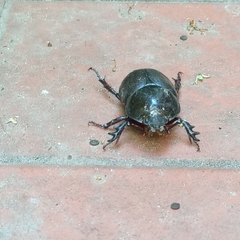 Diloboderus abderus