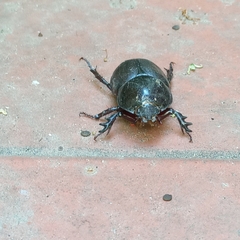 Diloboderus abderus