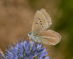 Polyommatus damon