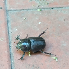 Diloboderus abderus