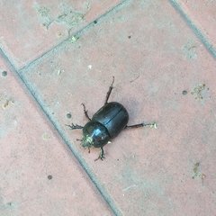 Diloboderus abderus