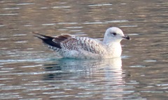 Larus argentatus