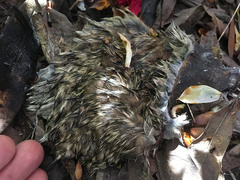 Oryctolagus cuniculus cuniculus