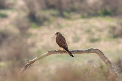 Falco tinnunculus