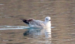 Larus argentatus
