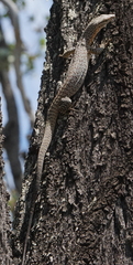 Varanus tristis