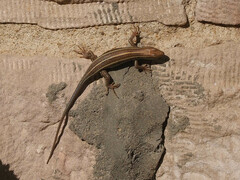 Trachylepis quinquetaeniata