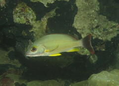 Lutjanus fulvus