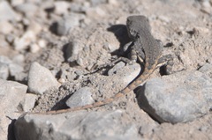 Sceloporus parvus