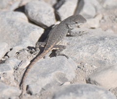 Sceloporus parvus