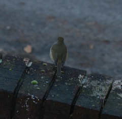 Erithacus rubecula