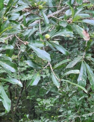 Quercus sinuata sinuata