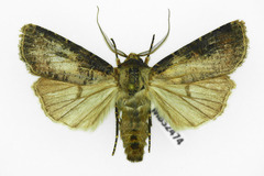 Agrotis clavis