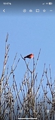 Cardinalis