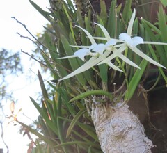 Brassavola nodosa