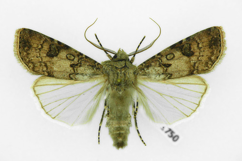 Turnip Moth