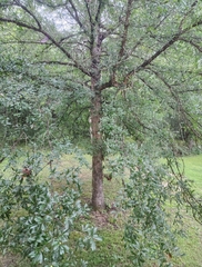 Quercus sinuata sinuata