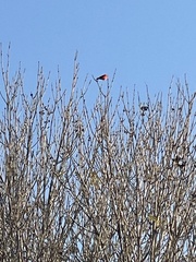 Cardinalis