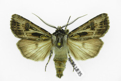 Agrotis vestigialis